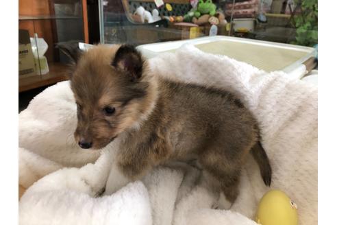 成約済の京都府のシェットランドシープドッグ(シェルティ)-121760の2枚目