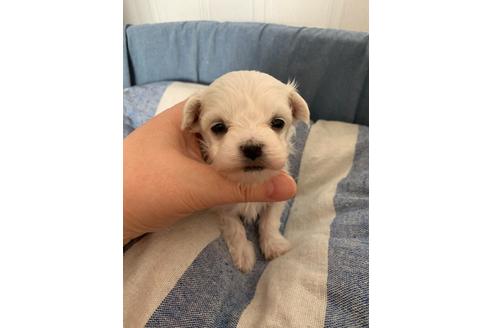成約済の山形県のマルプー:マルチーズ×トイプードル-121808
