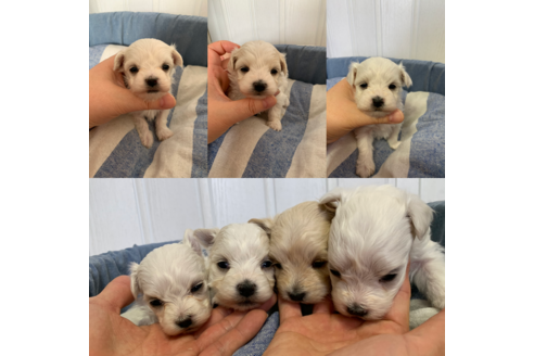 成約済の山形県のマルプー:マルチーズ×トイプードル-121809の3枚目