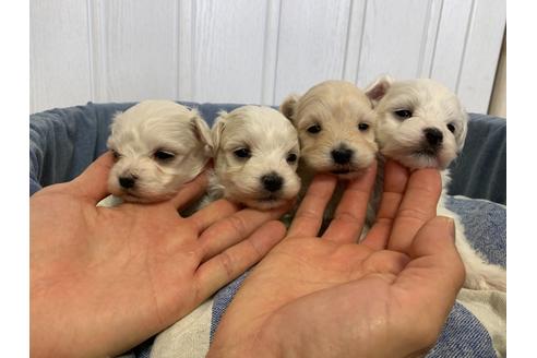 成約済の山形県のマルプー:マルチーズ×トイプードル-121809の2枚目
