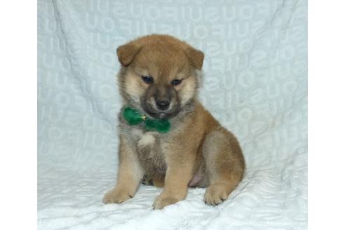 成約済の静岡県の柴犬-121817の4枚目