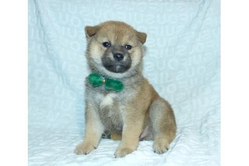 成約済の静岡県の柴犬-121817の3枚目