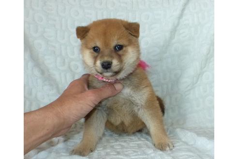 成約済の静岡県の柴犬-121844の8枚目