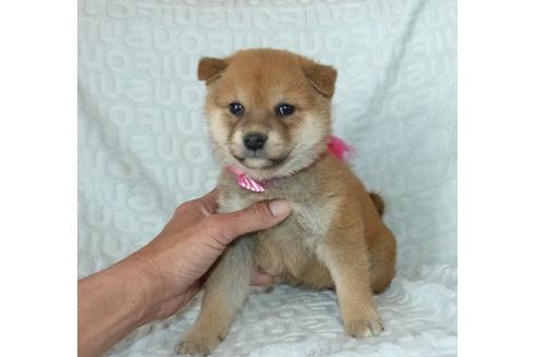成約済の静岡県の柴犬-121844の7枚目