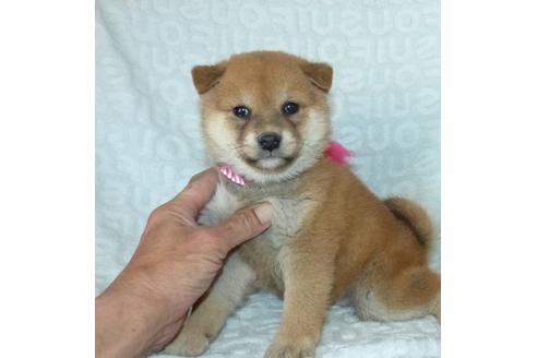 成約済の静岡県の柴犬-121844の6枚目
