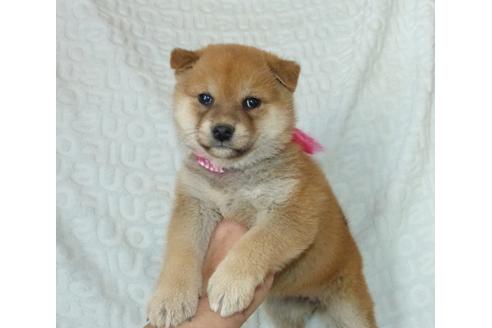 成約済の静岡県の柴犬-121844の4枚目