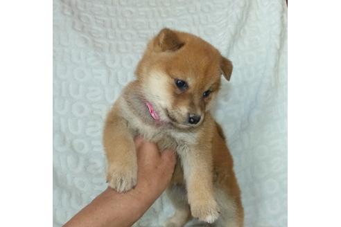 成約済の静岡県の柴犬-121844の3枚目