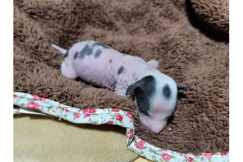 成約済の千葉県のチャイニーズクレステッドドッグ-121859の6枚目