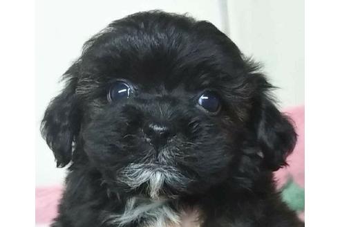 成約済の岐阜県のミックス犬-121863