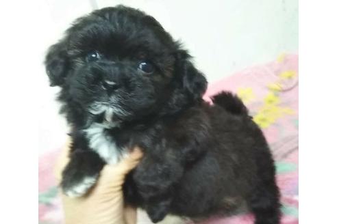 成約済の岐阜県のミックス犬-121863の2枚目