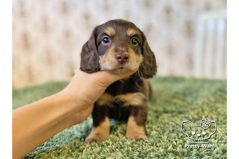 成約済の愛知県のミニチュアダックスフンド(ロングヘアード)-121866