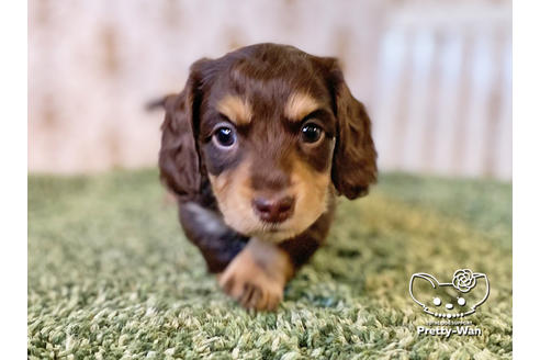 成約済の愛知県のミニチュアダックスフンド(ロングヘアード)-121866の7枚目