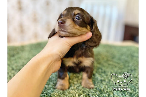 成約済の愛知県のミニチュアダックスフンド(ロングヘアード)-121866の4枚目