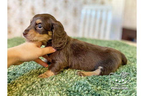 成約済の愛知県のミニチュアダックスフンド(ロングヘアード)-121866の5枚目