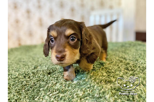 成約済の愛知県のミニチュアダックスフンド(ロングヘアード)-121866の6枚目