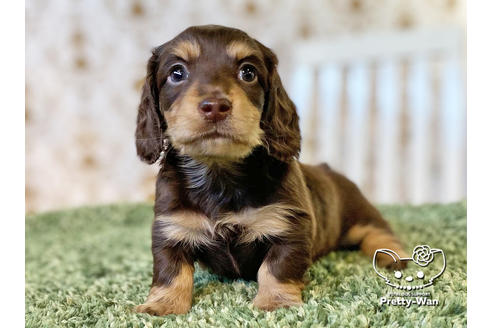 成約済の愛知県のミニチュアダックスフンド(ロングヘアード)-121866の2枚目