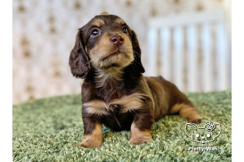 成約済の愛知県のミニチュアダックスフンド(ロングヘアード)-121866の3枚目