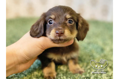 成約済の愛知県のカニンヘンダックスフンド(ロングヘアード)-121867の4枚目