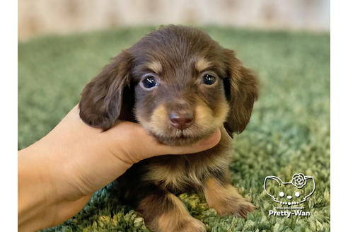 成約済の愛知県のカニンヘンダックスフンド(ロングヘアード)-121867の3枚目