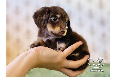成約済の愛知県のカニンヘンダックスフンド(ロングヘアード)-121867の1枚目