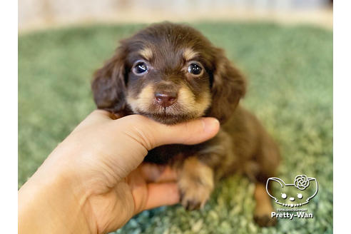 成約済の愛知県のカニンヘンダックスフンド(ロングヘアード)-121867の2枚目