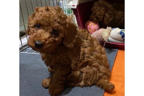 成約済の埼玉県のトイプードル-116497の3枚目