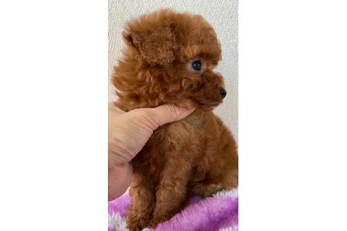 成約済の岡山県のタイニープードル-120437の3枚目