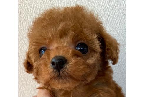 成約済の岡山県のティーカッププードル-121072の4枚目