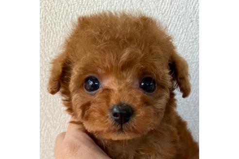 成約済の岡山県のティーカッププードル-121072の1枚目