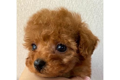 成約済の岡山県のティーカッププードル-121072の2枚目