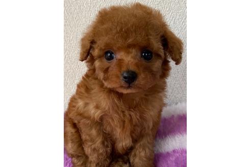 成約済の岡山県のティーカッププードル-121072の3枚目
