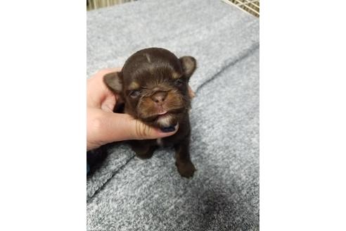 成約済の岡山県のチワワ(ロングコート)-121249の3枚目