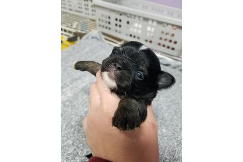 成約済の岡山県のチワワ(ロングコート)-121250の2枚目