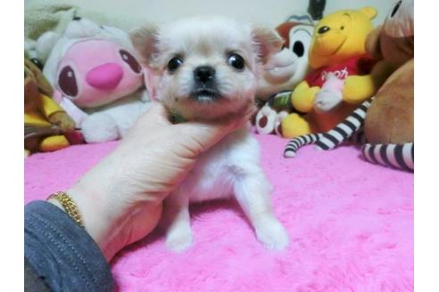 成約済の群馬県のチワワ(ロングコート)-121891の2枚目