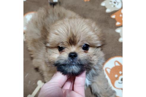 成約済の鹿児島県のミックス犬-117806の2枚目