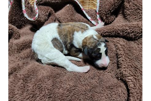 千葉県のボルゾイ 男の子 21 02 04生まれ 8匹兄妹です 予約順にご覧になり選べるとこが出来ます 子犬id ブリーダーナビ 千葉県のボルゾイ 男の子 21 02 04生まれ 8匹兄妹です 予約順にご覧になり選べるとこが出来ます 子犬id ブリーダーナビ