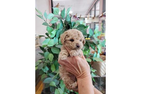 成約済の山梨県のトイプードル-121957の3枚目