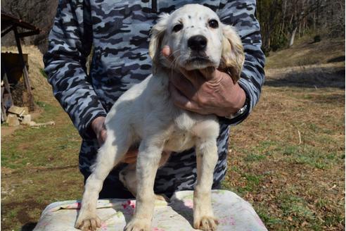 千葉県のイングリッシュセッター 男の子 12 03生まれ アイルランドより輸入犬 子犬id ブリーダーナビ