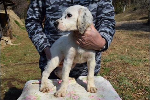 千葉県のイングリッシュセッター 男の子 12 03生まれ アイルランドより輸入犬 子犬id ブリーダーナビ