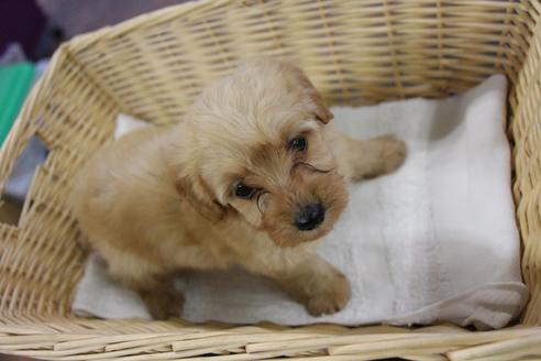 成約済の京都府のミックス犬-122010の1枚目