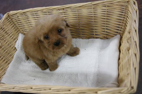 成約済の京都府のミックス犬-122011の1枚目