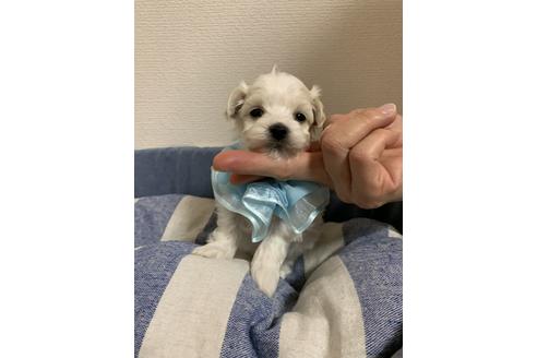 成約済の山形県のマルプー:マルチーズ×トイプードル-121809の1枚目