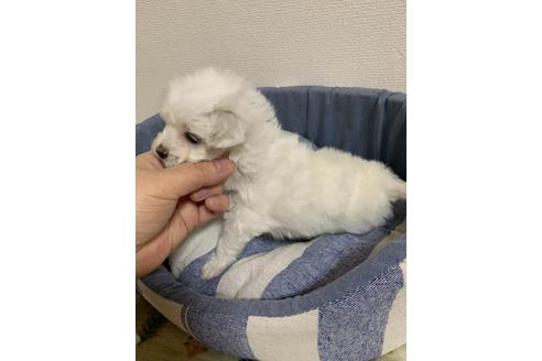 成約済の山形県のマルプー:マルチーズ×トイプードル-121809の5枚目