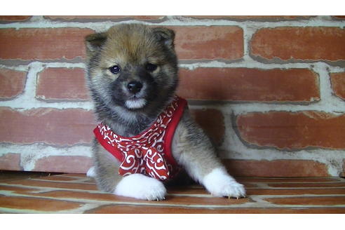 成約済の福岡県の豆柴-122022