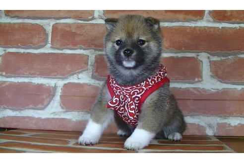 成約済の福岡県の豆柴-122022の4枚目