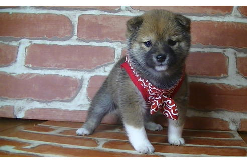 成約済の福岡県の豆柴-122022の3枚目