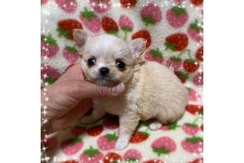 成約済の福岡県のチワワ(ロングコート)-122040の4枚目