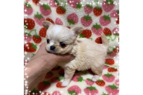 成約済の福岡県のチワワ(ロングコート)-122040の3枚目