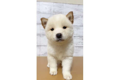 成約済の茨城県の豆柴-122057の1枚目