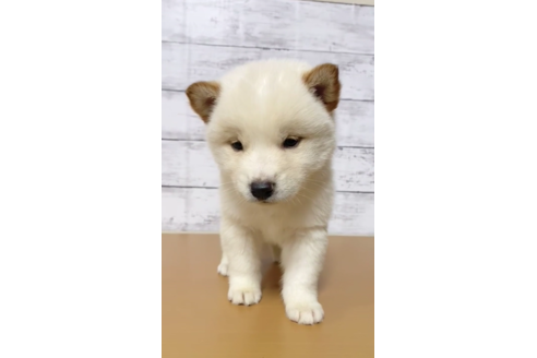 成約済の茨城県の豆柴-122057の2枚目